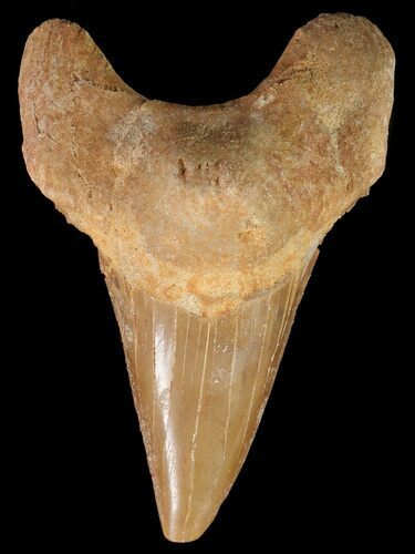 Otodus Shark Tooth Fossil - Eocene #67248